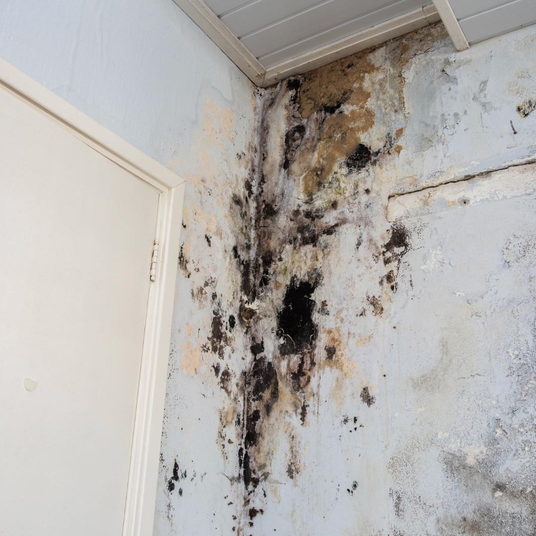 Mold Remediation